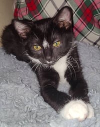 Tuxee Bear - Photo 8