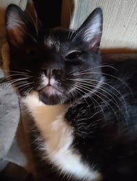 Tuxee Bear - Photo 9