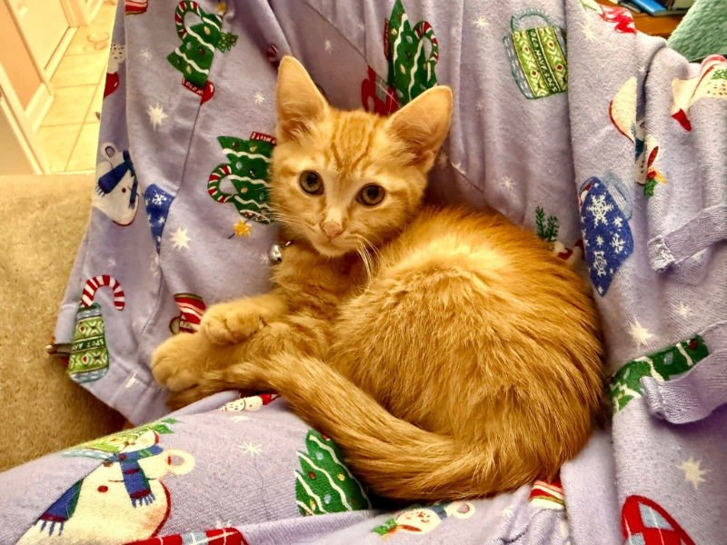 PEACHES - Tabby available for adoption