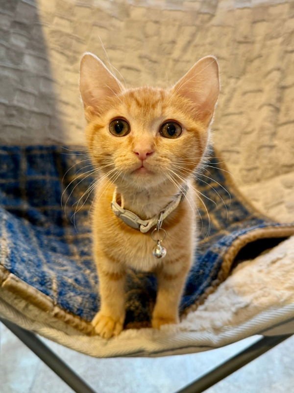 PEACHES - Tabby available for adoption