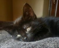 Daisy - Photo 5