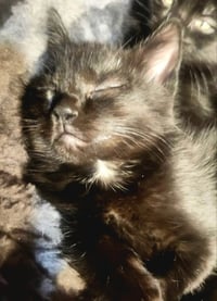 Daisy - Photo 3