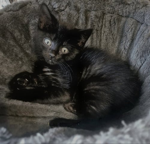 DAISY - Domestic Long Hair available for adoption