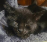 Daisy - Photo 4