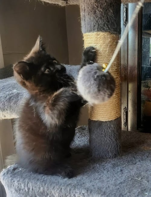 DAISY - Domestic Long Hair available for adoption