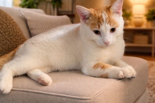 TAYLOR FIV+ - Domestic Short Hair available for adoption