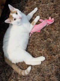 Taylor FIV+ - Photo 3