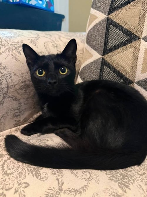 MIST - Bombay / Domestic Short Hair for adoption in Knoxville