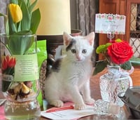 Rhett - Photo 2