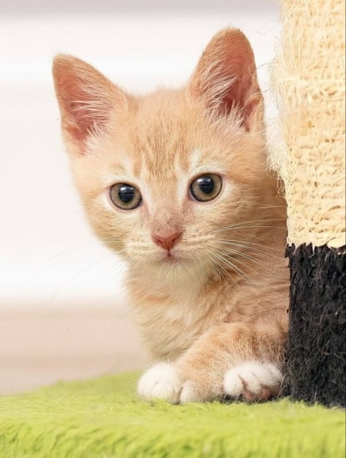DOC - Tabby available for adoption