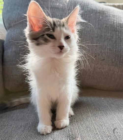 ARWIN - Domestic Long Hair available for adoption