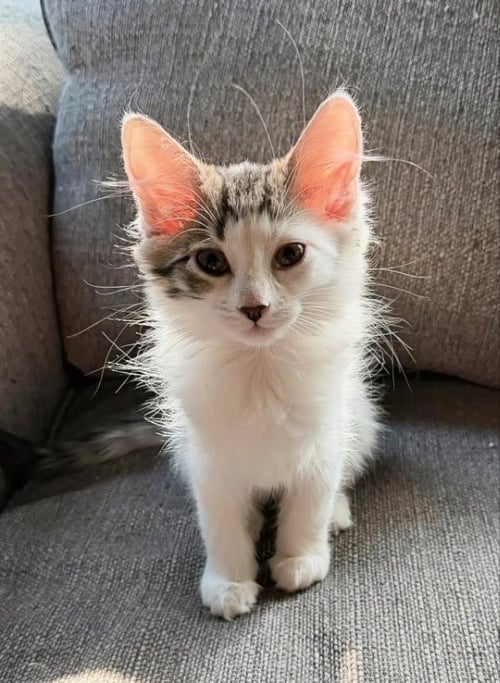 ARWIN - Domestic Long Hair available for adoption