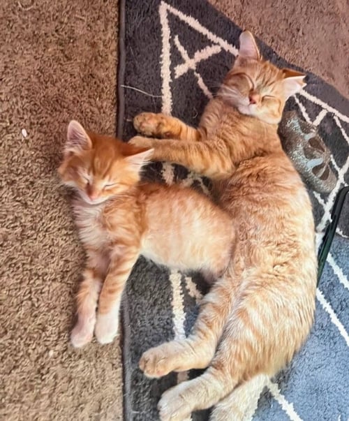 SUNNY ☀️ - Tabby available for adoption