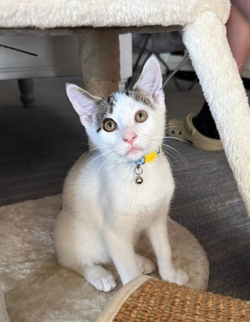 CASHEW - Tabby available for adoption