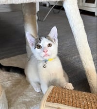 Cashew - Photo 3