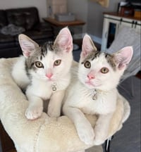 Cashew - Photo 4