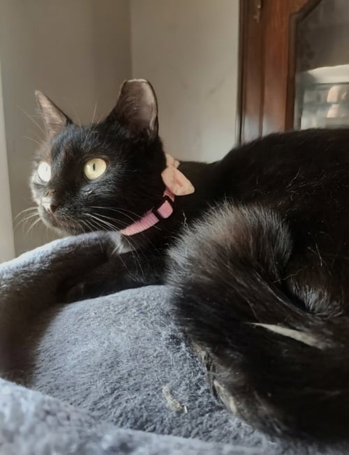 EBONY - Bombay / Domestic Short Hair available for adoption