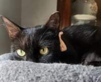 Ebony - Photo 3
