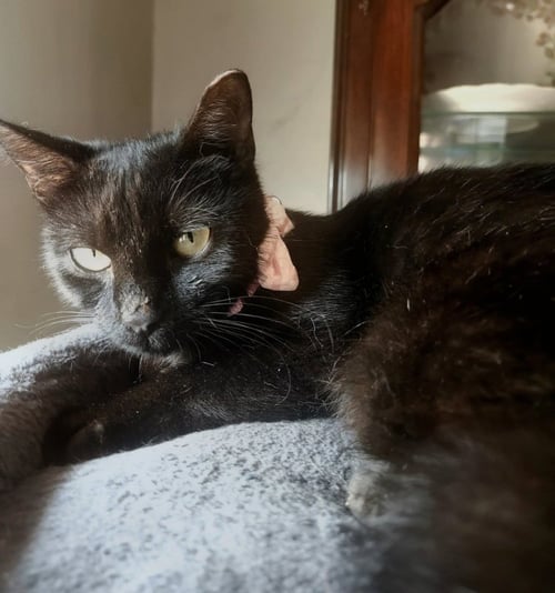 EBONY - Bombay / Domestic Short Hair available for adoption