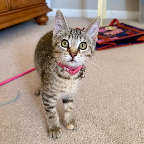 HAZELNUT - Tabby available for adoption