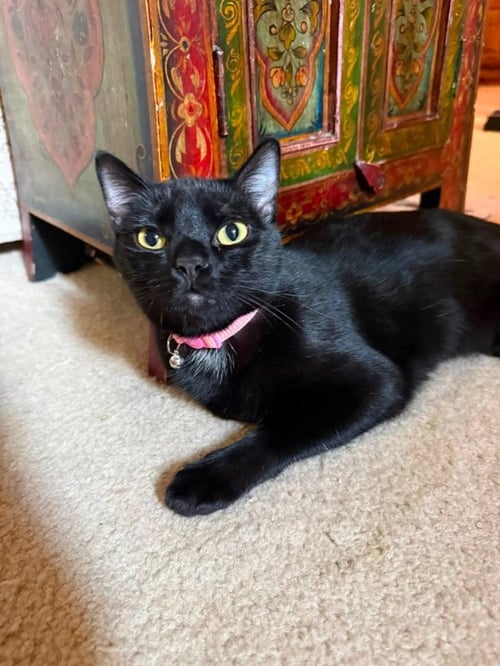 EQUINOX - Bombay / Domestic Short Hair available for adoption