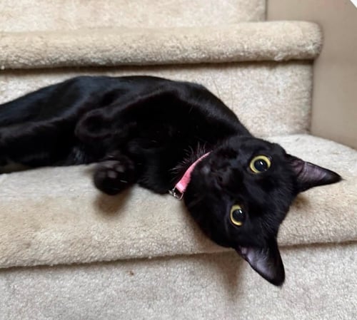 EQUINOX - Bombay / Domestic Short Hair available for adoption