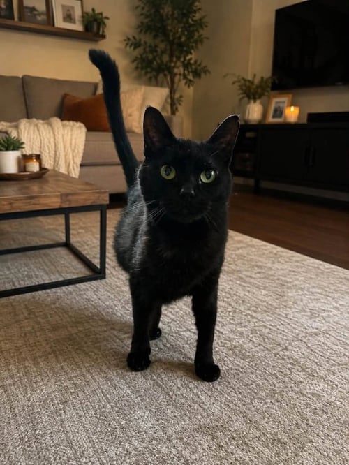 MATILDA - Domestic Short Hair / Bombay for adoption in Knoxville