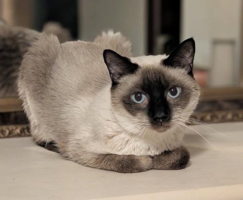 JASPER - Siamese available for adoption