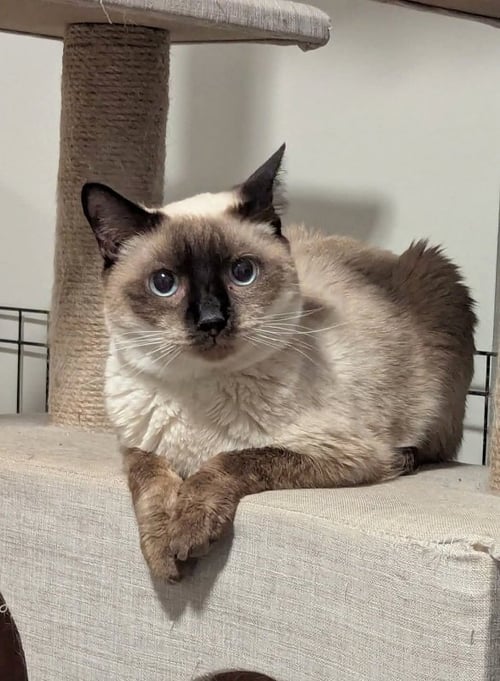 JASPER - Siamese available for adoption