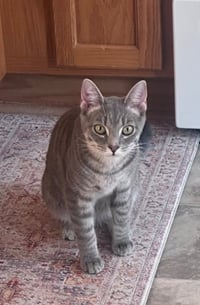 Remy - Photo 1