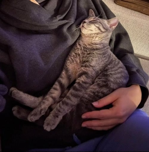 REMY - Tabby available for adoption