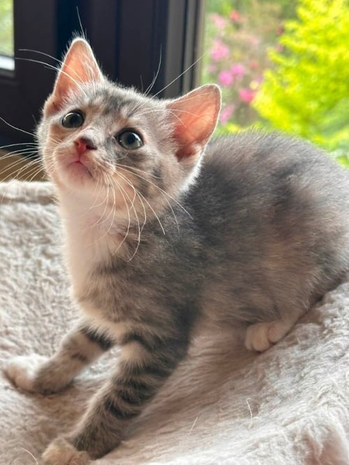 ROSIE - Domestic Short Hair available for adoption
