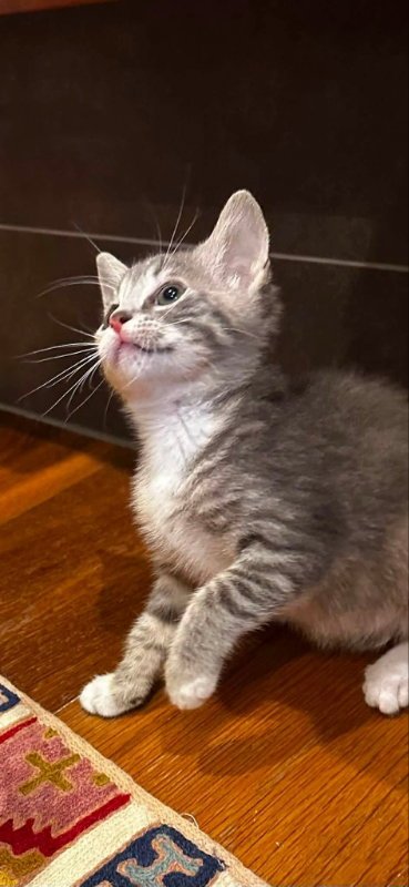 ROSIE - Domestic Short Hair available for adoption