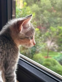 Rosie - Photo 3