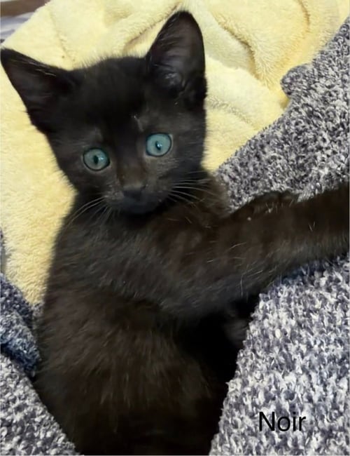 NIOR - Domestic Short Hair available for adoption