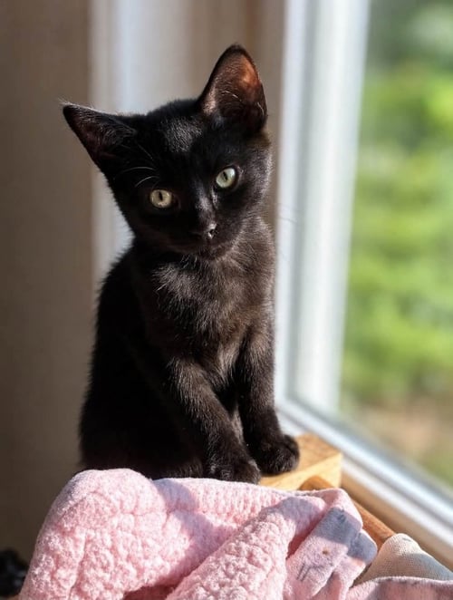 ANDY - Bombay / Domestic Short Hair available for adoption