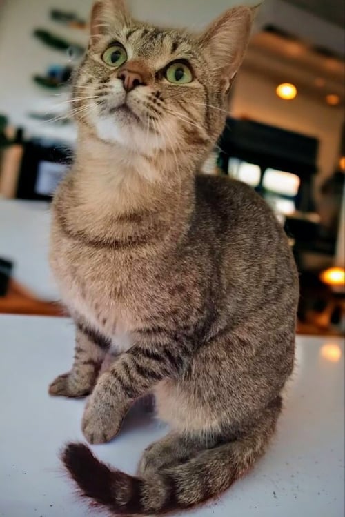 BRANDY 
SPONSORED ADOPTION FEE! - Tabby available for adoption