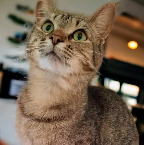 BRANDY 
SPONSORED ADOPTION FEE! - Tabby available for adoption