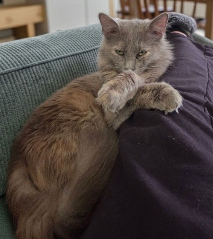 STORMY - Domestic Long Hair available for adoption
