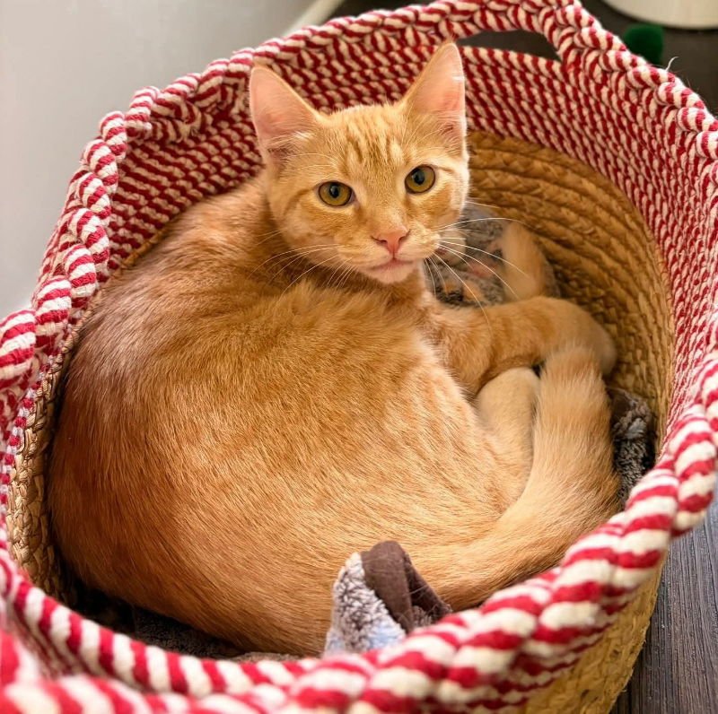 CEDAR - Tabby available for adoption