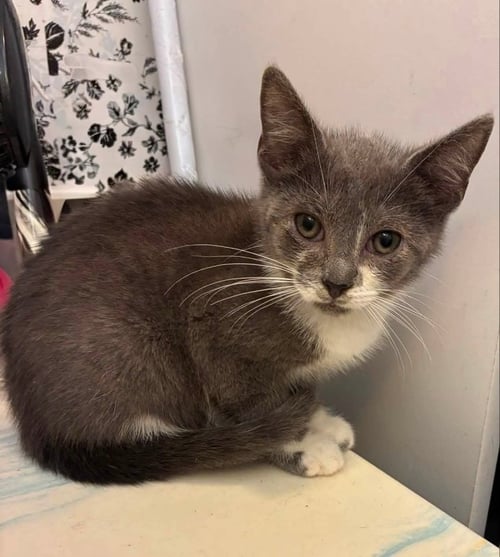 GUS - Tuxedo available for adoption