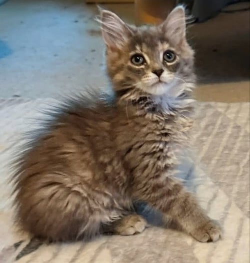 DRAX - Maine Coon / Domestic Long Hair available for adoption