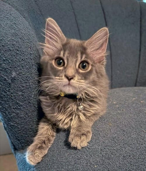 DRAX - Maine Coon / Domestic Long Hair available for adoption