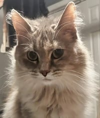 Freya - Photo 1