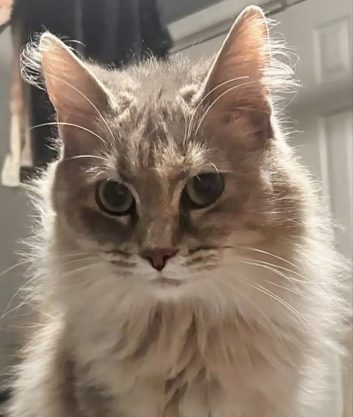 FREYA - Domestic Long Hair available for adoption