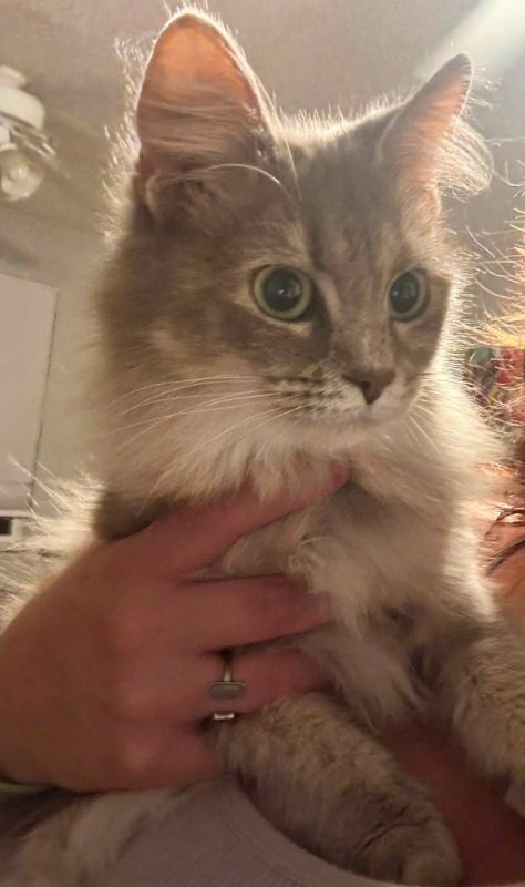 FREYA - Domestic Long Hair available for adoption