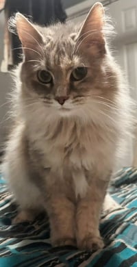 Freya - Photo 3