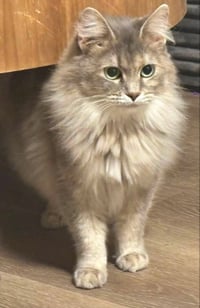 Freya - Photo 4
