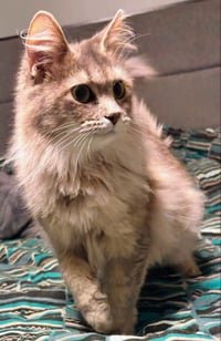 Freya - Photo 5
