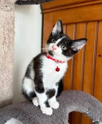 Oreo - Photo 1
